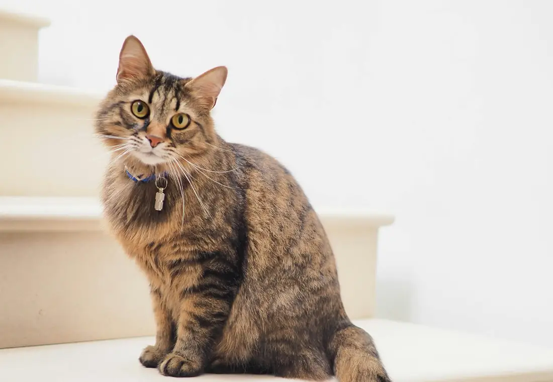 A long-haired brown tabby cat sitting upright on pale stairs, tail curled behind