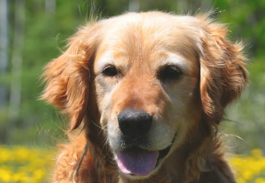 A golden retriever smiling in a sunlit field of yellow wildflowers