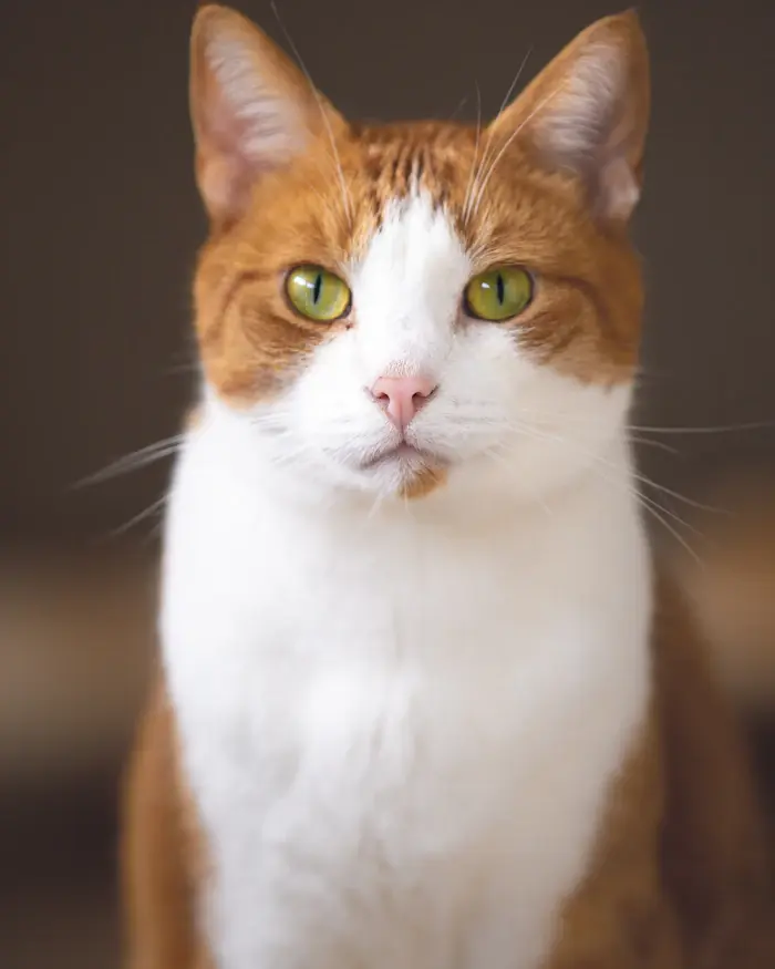 An orange and white cat with green eyes sitting and facing the camera