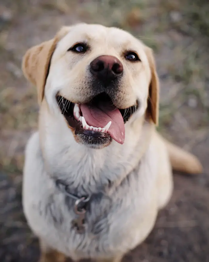A yellow Labrador retriever looking up, mouth open in a relaxed pant
